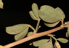 Wiborgia mucronata