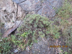 Astragalus denudatus