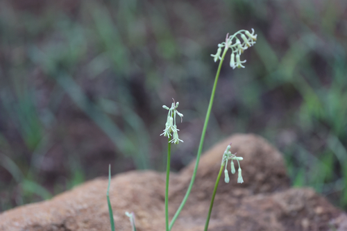 Tulbaghia leucantha, photograph 2