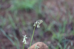 Tulbaghia leucantha, photograph (c) alanbedfordshaw, some rights reserved (CC BY-SA)