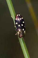 Diphucrania duodecimmaculata