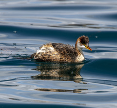 Rollandia microptera