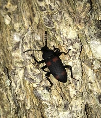 Zophobas quadrimaculatus