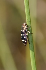 Diphucrania duodecimmaculata