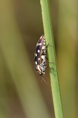 Diphucrania duodecimmaculata