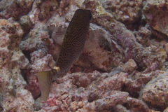 Siganus spinus
