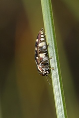 Diphucrania duodecimmaculata