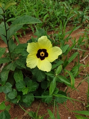 Hibiscus calyphyllus