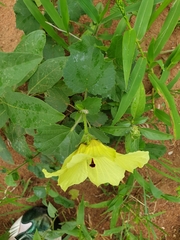 Hibiscus calyphyllus