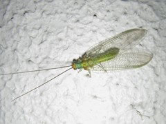 Italochrysa