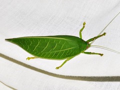 Zabalius ophthalmicus