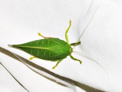 Zabalius ophthalmicus