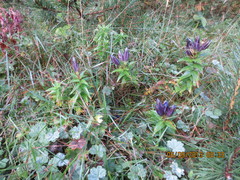 Gentiana septemfida