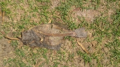 Paralichthys orbignyanus