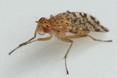 Euthycera chaerophylli