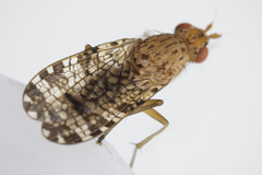 Euthycera chaerophylli