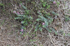 Indigofera mauritanica