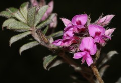 Indigofera mauritanica