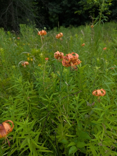 Michigan Lily (Lilium michiganense)