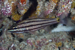 Five-Lined Cardinalfish photo 2