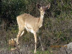Dama mesopotamica