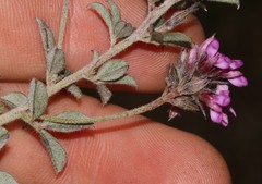 Indigofera mauritanica