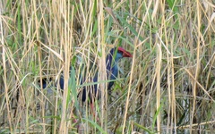 Porphyrio madagascariensis
