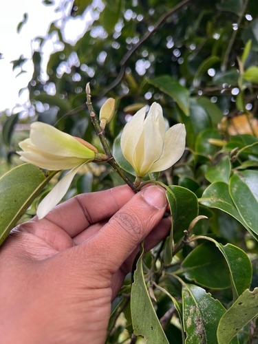 Magnolia nilagirica observed 2025-11-17