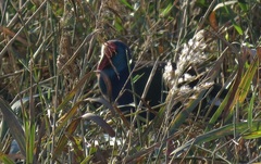 Porphyrio madagascariensis