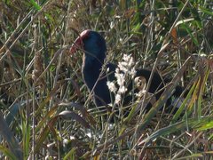 Porphyrio madagascariensis