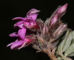 Indigofera mauritanica