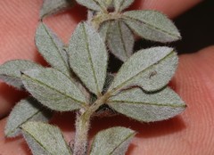 Indigofera mauritanica
