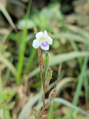 Asystasia intrusa