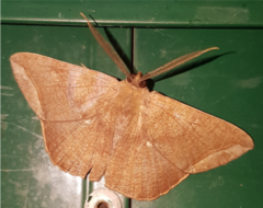 Polycrasta cinereomarginata