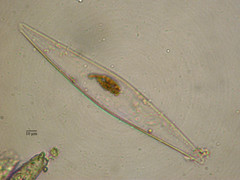 Pleurosigma normanii