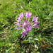 Centaurea cheiranthifolia willdenowii - Photo (c) mallaliev, some rights reserved (CC BY-NC), uploaded by mallaliev