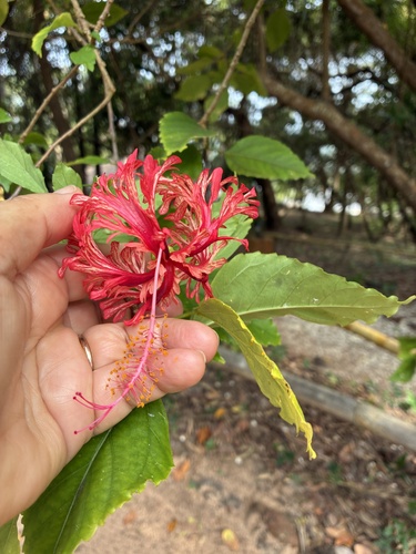 Spider Hibiscus