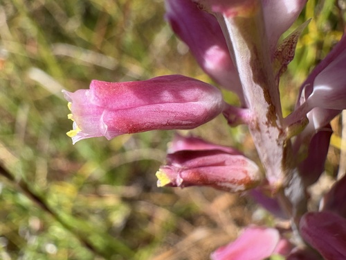 Rose Viooltjie (Lachenalia rosea)