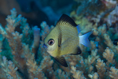 Dascyllus reticulatus