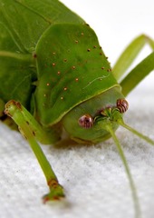 Zabalius ophthalmicus