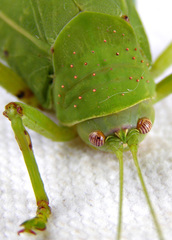 Zabalius ophthalmicus