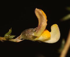 Aspalathus cuspidata