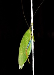 Zabalius ophthalmicus