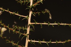 Aspalathus cuspidata