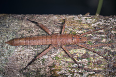 Canachus alligator