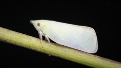 Cromnella doto