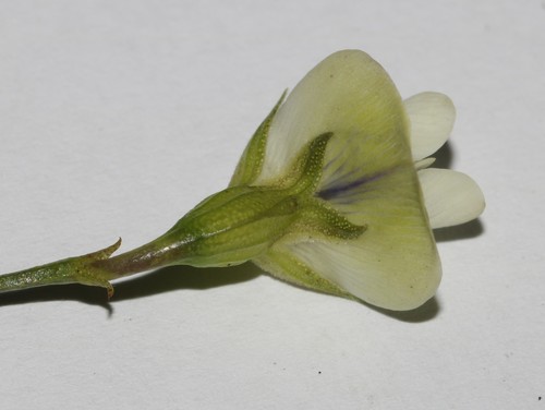 Image of Psoralea luteovirens by (c) Brian du Preez, some rights reserved (CC BY-SA)