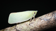 Cromnella doto