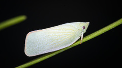 Cromnella doto
