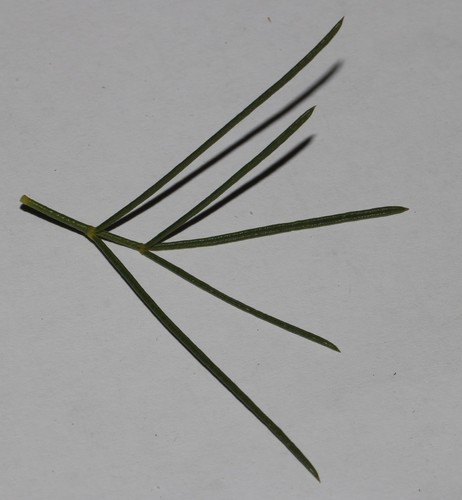 Image of Psoralea luteovirens by (c) Brian du Preez, some rights reserved (CC BY-SA)